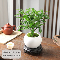 佰花錦 胡椒木+陶瓷白圓盆+苔蘚鋪面 整體高度20-25cm