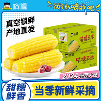 啃糯有機玉米東北糯玉米甜玉米真空包裝鎖鮮低脂新鮮采摘
