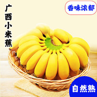 京喜 廣西 小米蕉 青香蕉 3斤 新鮮水果 包郵
