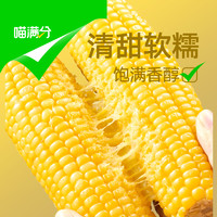 喵滿分 黃糯玉米東北新鮮軟糯真空裝200g×8 共1600g