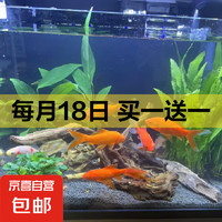京喜 草金魚苗養(yǎng)不死金魚小魚活魚小寵物好養(yǎng)耐活闖缸練手飼料魚 混色草金魚10條 4-6厘米送魚食