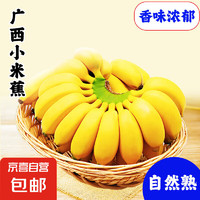 廣西網(wǎng)紅小米蕉3斤 青蕉發(fā)貨