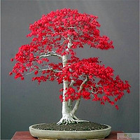 四季盆栽 紅楓樹苗 1年苗高度30cm-50cm