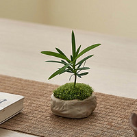 臨雅 海島羅漢松微型盆景小盆栽室內植物迷你綠植好養(yǎng)活四季辦公室桌面 雀舌羅漢松+海島礁石杯