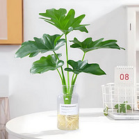 佰花錦 春羽水培植物盆栽春羽一顆+玻璃ins簡(jiǎn)約風(fēng)盆 整體高度20-30cm