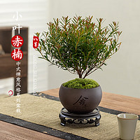 八芽 小葉赤楠盆景擺件  （舍得紫砂盆+苔蘚+底座）