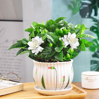 開時(shí)果 KaiShiguo Plants 梔子花盆栽濃香型帶花苞 陽(yáng)臺(tái)花卉好養(yǎng)綠植物源頭直發(fā) 加侖盆
