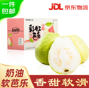 京鮮生 樹熟軟糯奶油芭樂 凈重3斤裝單果150g+