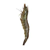 沃鮮匯 冰鮮大蝦 單只14-16cm 2kg