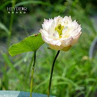 海蒂的花園 碗蓮 矮楚女1-2CM 水生花卉 7cm盆