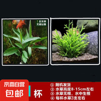 京喜 魚缸懶人水草植物淡水有莖草缸造景水族箱中后景沉木水草套餐 隨機(jī)一杯 （水草無根發(fā)貨）