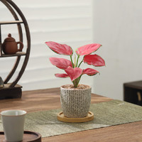 八芽 吉利紅盆栽 八芽如意 室內(nèi)好養(yǎng)花卉 辦公桌面植物 迷你吉利紅 星徽漸變盆 竹底托 陶瓷盆栽