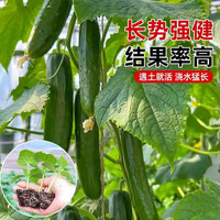 開時果 KaiShiguo Plants 水果黃瓜苗 6棵