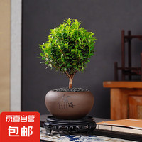 京喜 赤楠 祥獅報(bào)喜盆景 黑金沙 方底座 紙箱泡沫包裝