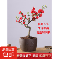 原生長壽冠海棠花盆栽 5年海棠 帶原土 帶花苞