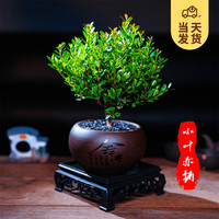 開時果 KaiShiguo Plants 小葉赤楠盆景擺件 室內(nèi)綠植花卉盆栽老樁客廳辦公室桌面好養(yǎng)植物 赤楠（舍得紫砂盆+黑石+底座）