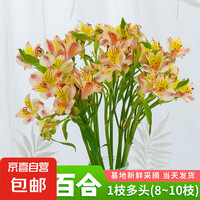 京喜 六初花 家居家裝 鮮花園藝 鮮花綠植 鮮花速遞 10朵 隨機色水仙百合