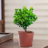 佰花錦 小葉赤楠帶花盆植物辦公室內(nèi)四季常青客廳綠植盆栽茶臺桌面擺件 1盆精品小葉赤楠基地原盆 10-20cm