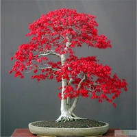 日本紅楓 1年苗高度30cm-50cm