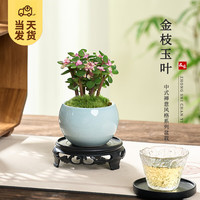 開時(shí)果 KaiShiguo Plants 金枝玉葉盆栽 叢生款 淺藍(lán)圓陶盆+苔蘚+底托