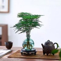 佰花錦 水培植物 水培小玻璃瓶+文竹+圓形底座 整體高度約10-20cm