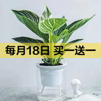 京喜自營-專用品牌 大葉金鉆綠公主四季常青 易活好養(yǎng)  1盆（約15厘米左右）
