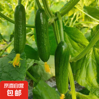 京喜加 新鮮無刺 水果黃瓜 3斤 帶箱