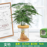 綠有意 綠蘿發(fā)財(cái)樹(shù)文竹多肉花卉盆栽植物室內(nèi)薄荷富貴竹水培小綠植好養(yǎng)活 文竹 含盆
