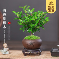 開(kāi)時(shí)果 KaiShiguo Plants 正宗清香胡椒木盆栽 舍得紫砂盆+苔蘚+圓形底托