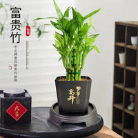 京喜 荷花竹+節(jié)節(jié)高升盆+圓底座