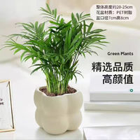 佰花錦 單桿發(fā)財(cái)樹+PVC白泡泡盆 整體高度約15-25cm