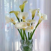 某東鮮花 馬蹄蓮 10支白色鮮切花