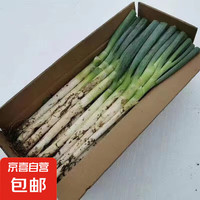 國(guó)產(chǎn) 山東鐵桿大蔥 5斤