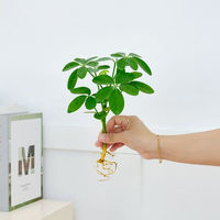 國產(chǎn) 懶人水培綠植九里香綠蘿文竹室內(nèi)易養(yǎng)凈化空氣花卉盆栽植物花卉 鴨腳木1顆 土培水培皆可10-15cm