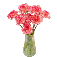 某東鮮花 昆明產(chǎn)地倉康乃馨色10枝水養(yǎng)花生活鮮花云南直發(fā)