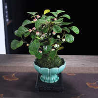 幼薇 桌面綠植盆景 小盼菩提+舍得紫砂盆+方形底盤(pán) 帶盆栽好