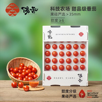 陽(yáng)香 高端小番茄 1000g 甜度≥6