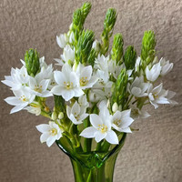 某東鮮花 圣心百合5枝 源頭直發(fā)