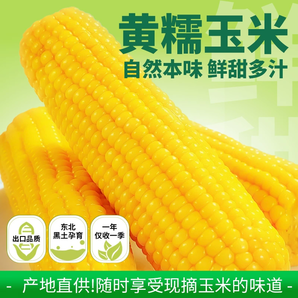 吉林省農(nóng)投旗下品牌！田本部 黃糯玉米一等大棒 280~340g*8棒