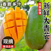 淘寶買菜 云南凱特芒果大青芒 帶箱5斤（單果400g+）