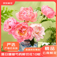 某東鮮花 落日珊瑚 芍藥鮮切花 10枝