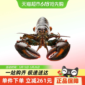 88VIP！漁傳播 鮮活波士頓龍蝦 450g*2只