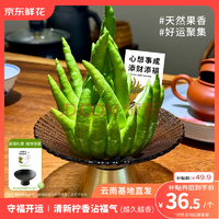 某東鮮花 佛手柑 250-300g+盆+賀卡