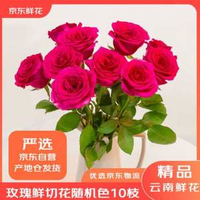 京東鮮花 玫瑰花鮮切花 20枝