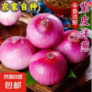 京喜加 新鮮洋蔥紫洋蔥蔥頭 5斤