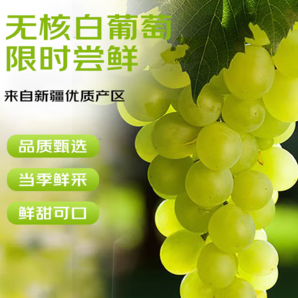 酸甜可口！京鮮生 新疆吐魯番無(wú)核白葡萄 馬奶無(wú)籽提子3.5斤