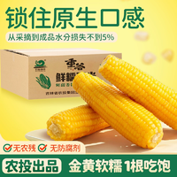 國企出品！農(nóng)投康良 重谷 黃/白糯玉米 280-350g*8棒 帶箱5斤+