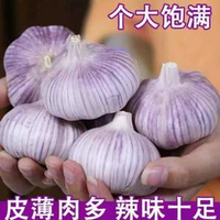 淘寶買(mǎi)菜 山東紫皮大蒜 特大果(果徑6CM以上) 凈重3斤