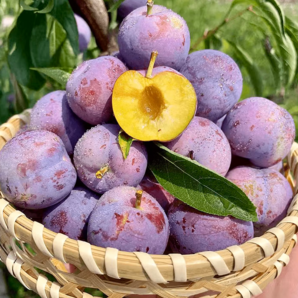 新鮮采摘！京覓 湖北鳳凰李小脆紅李茵紅李 單果15g+ 凈重3斤