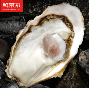 鮮京采 鮮活生蠔 凈重5斤（5XL/9-12只）